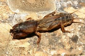 Attēlu rezultāti vaicājumam “Gryllotalpa gryllotalpa”