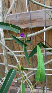 Attēlu rezultāti vaicājumam “Cribraria violacea stalked”