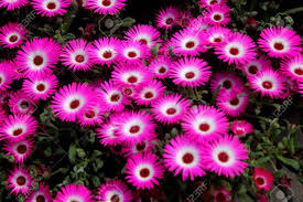 Image result for Mesembryanthemum criniflorum