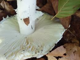 Attēlu rezultāti vaicājumam “Amanita strobiliformis”