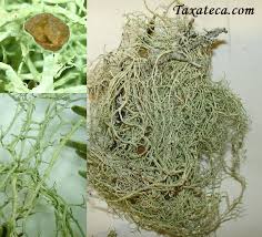 Attēlu rezultāti vaicājumam “Evernia divaricata”