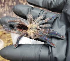 Attēlu rezultāti vaicājumam “Trachyspora intrusa”