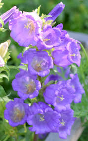 Image result for Campanula medium