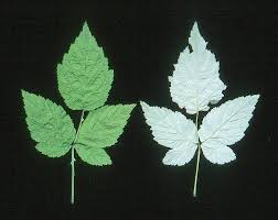 Attēlu rezultāti vaicājumam “Rubus nessensis leaf”
