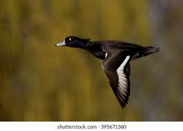 Attēlu rezultāti vaicājumam “Aythya fuligula male”