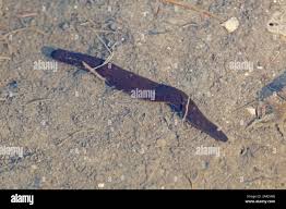 Attēlu rezultāti vaicājumam “Haemopis sanguisuga”