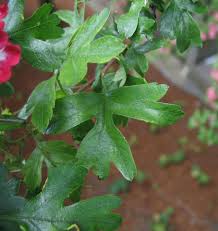 Attēlu rezultāti vaicājumam “Crataegus laevigata leaf”