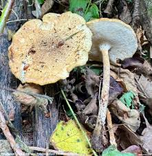 Attēlu rezultāti vaicājumam “Polyporus tubaeformis”