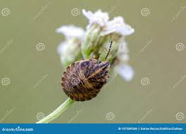 Attēlu rezultāti vaicājumam “Graphosoma lineatum nymph”