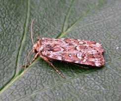 Attēlu rezultāti vaicājumam “Lycophotia porphyrea”