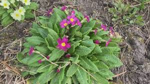 Attēlu rezultāti vaicājumam “Primula x margotae”