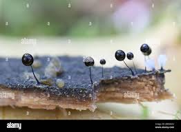 Attēlu rezultāti vaicājumam “Comatricha nigra stalked”