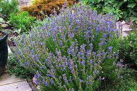 Image result for Hyssopus officinalis