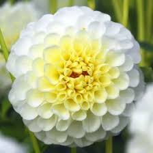 Image result for Dahlia `Snowflake`