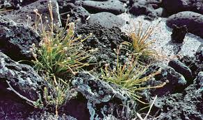 Attēlu rezultāti vaicājumam “Amaranthaceae”