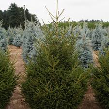 Attēlu rezultāti vaicājumam “Picea orientalis”