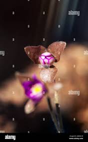 Attēlu rezultāti vaicājumam “Hepatica nobilis bud”