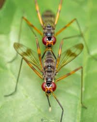 Attēlu rezultāti vaicājumam “Micropezidae”