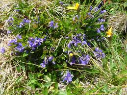 Attēlu rezultāti vaicājumam “Polygala amarella”