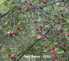Attēlu rezultāti vaicājumam “Crataegus chrysocarpa”
