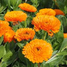 Attēlu rezultāti vaicājumam “Calendula officinalis flower”