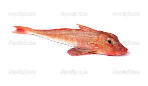 Image result for Chelidonichthys cuculus