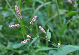 Attēlu rezultāti vaicājumam “Persicaria maculosa”