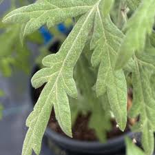 Image result for Artemisia vulgaris