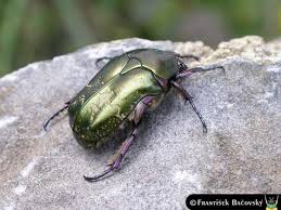 Attēlu rezultāti vaicājumam “Potosia cuprea”