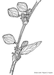 Attēlu rezultāti vaicājumam “Fallopia convolvulus fruit”