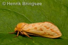 Attēlu rezultāti vaicājumam “Hepialus humuli female”