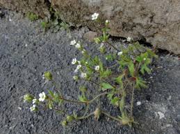 Attēlu rezultāti vaicājumam “Saxifraga tridactylites flower”