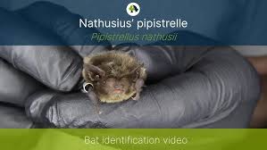 Attēlu rezultāti vaicājumam “Pipistrellus nathusii”