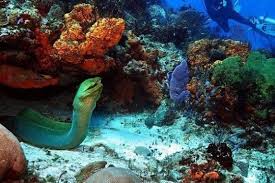 Resultado de imagen para cozumel dive
