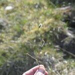 Attēlu rezultāti vaicājumam “Carex dioica fruit”