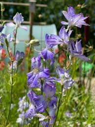 Image result for Delphinium consolida