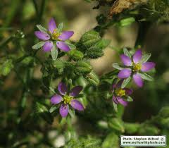 Attēlu rezultāti vaicājumam “Spergularia rubra”