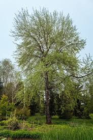 Attēlu rezultāti vaicājumam “Populus x canescens”