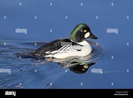 Attēlu rezultāti vaicājumam “Bucephala clangula”