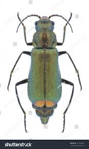 Attēlu rezultāti vaicājumam “Malachidae”