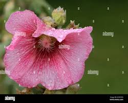 Image result for Stockrose