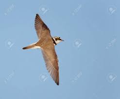 Attēlu rezultāti vaicājumam “Charadrius dubius adult”