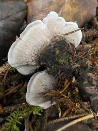 Attēlu rezultāti vaicājumam “Phellodon melaleucus”