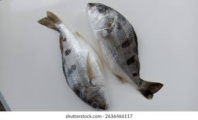 Image result for Pomadasys incisus