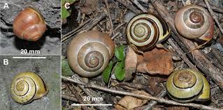 Attēlu rezultāti vaicājumam “Cepaea nemoralis”