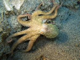 Image result for Octopus vulgaris
