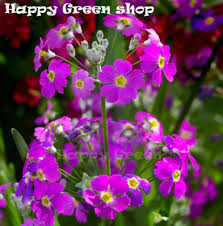 Image result for Primula malacoides