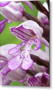 Attēlu rezultāti vaicājumam “Orchis militaris flower”