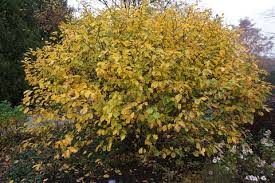 Attēlu rezultāti vaicājumam “Hamamelis vernalis”