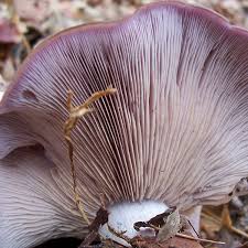 Attēlu rezultāti vaicājumam “Lepista sp.”